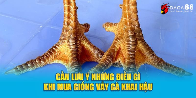 Cần lưu ý những điều gì khi mua giống vảy gà khai hậu 