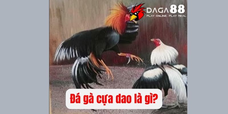 Tìm hiểu sơ lược khái niệm đá gà dùng cựa dao là gì?