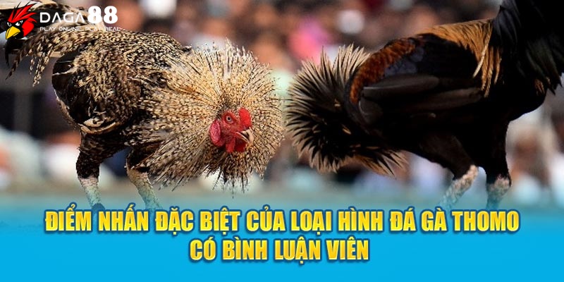 Điểm nhấn đặc biệt của loại hình đá gà Thomo có bình luận viên 