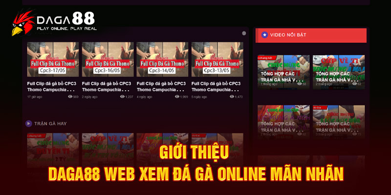 Giới thiệu Daga88 web xem đá gà online mãn nhãn