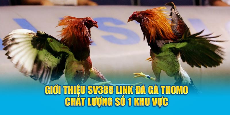 Giới thiệu SV388 Link đá gà Thomo chất lượng số 1 khu vực