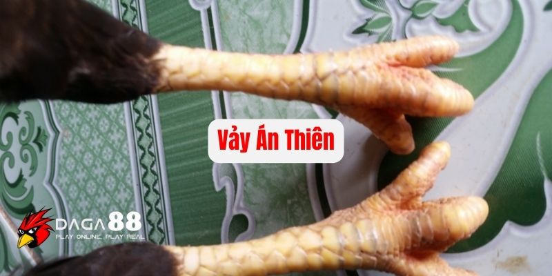 Giới thiệu về vảy án thiên có ở các kê chiến