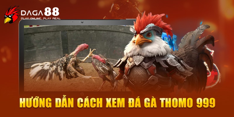 Hướng dẫn cách xem đá gà Thomo 999