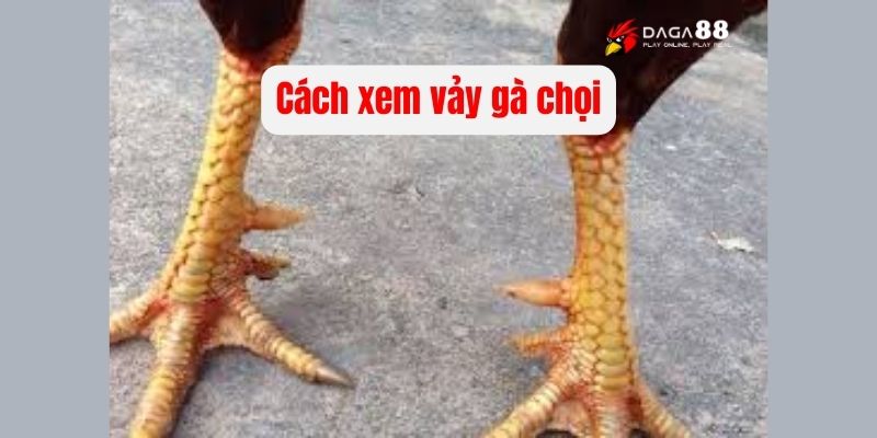 Hướng dẫn cách xem vảy gà chọi hay từ các cao thủ 