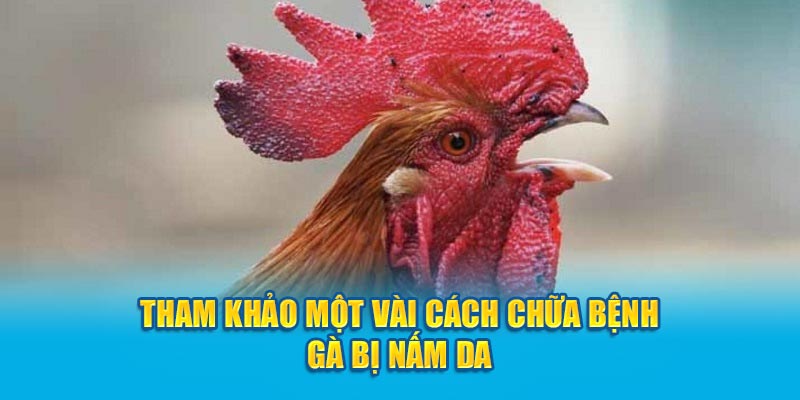 Tham khảo một vài cách chữa bệnh gà bị nấm da