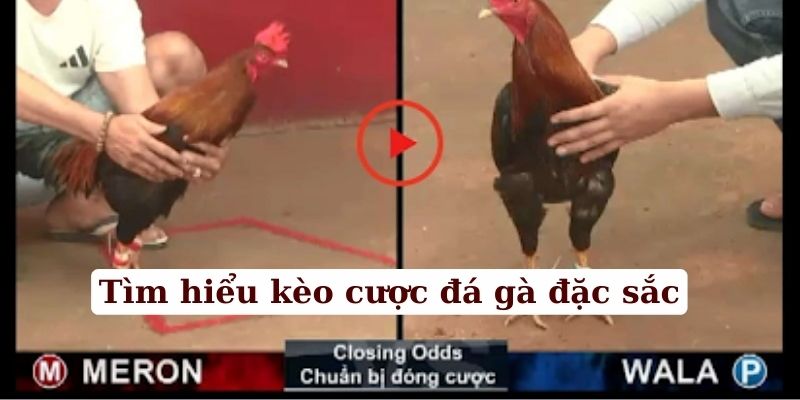 Tìm hiểu các kèo cược đá gà đặc sắc nhất