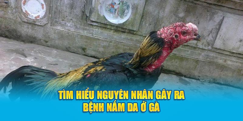 Tìm hiểu nguyên nhân gây ra bệnh nấm da ở gà