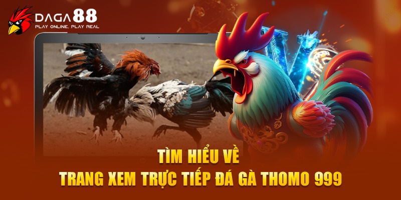 Tìm hiểu về trang xem trực tiếp đá gà Thomo 999