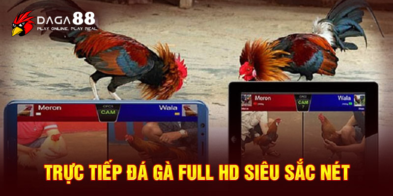 Phát trực tiếp các trận đấu chọi kê Full HD siêu sắc nét