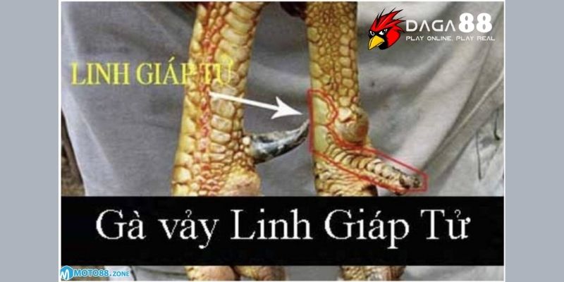 Dấu hiệu nhận biết loại vảy linh giáp tử