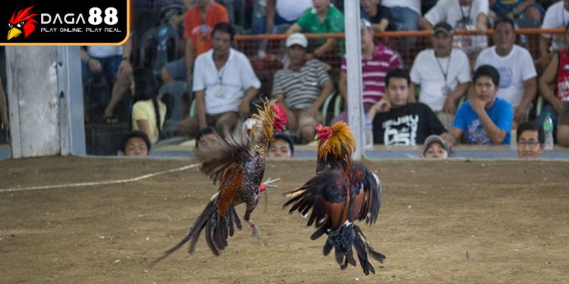 Clip đá gà cựa dao A Tôn Phú Quốc vs A 3 Trà Cú lúc 16h00