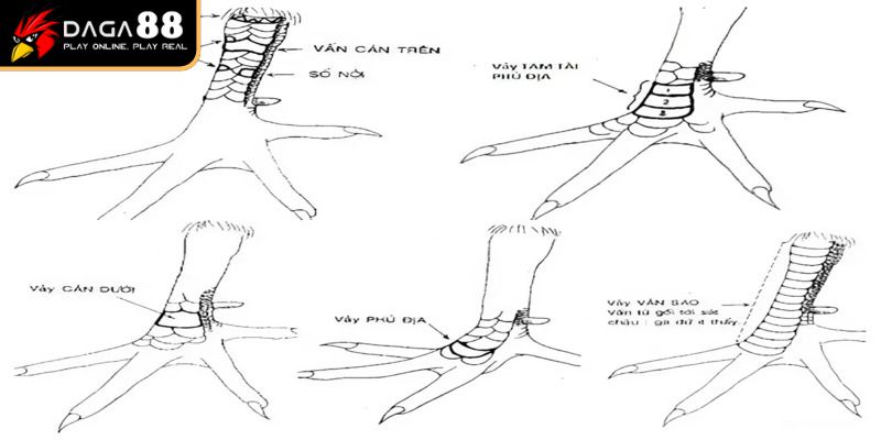 Cơ sở định nghĩa về sách xem gà 