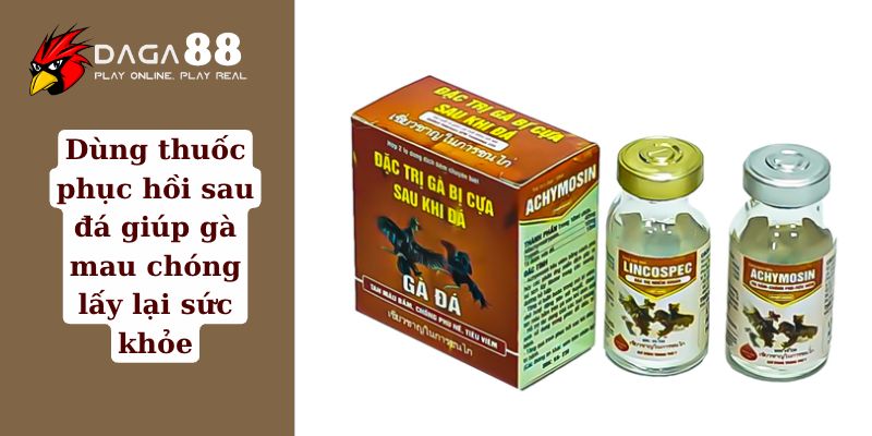 Dùng thuốc phục hồi sau đá giúp gà mau chóng lấy lại sức khỏe