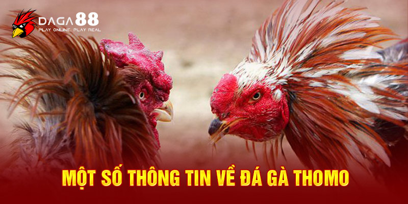 Một số thông tin về đá gà Thomo