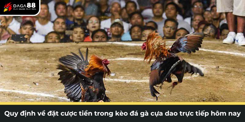 Quy định đặt tiền trong đá gà