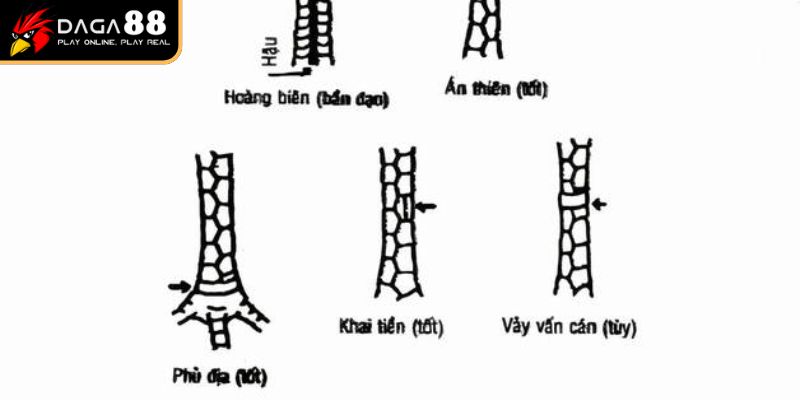 Sách xem chiến kê có. tin tưởng không 