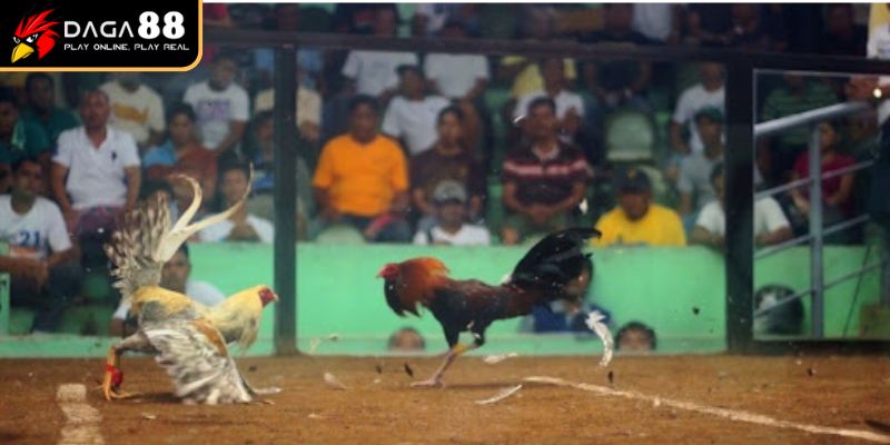 Trận mở màn đá gà cựa dao giữa A Tôn Phú Quốc vs A Tý Long An