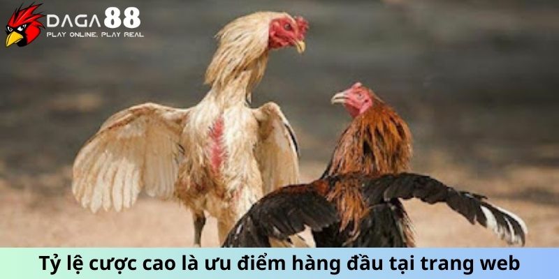 Tỷ lệ cược cao là ưu điểm hàng đầu tại trang web