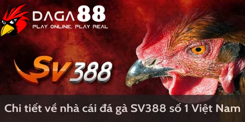 Web đá gà cựa dao online SV388