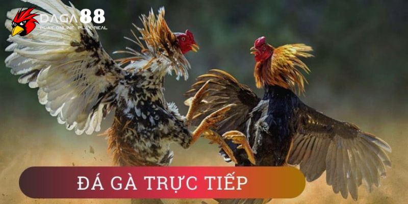 Luật chơi tại trang cá cược đá gà Thomo 