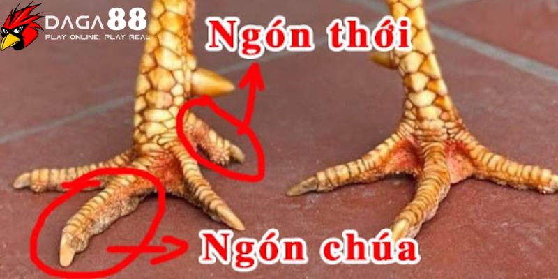 Xem vảy ngón chân gà chọi mà game thủ nên tránh