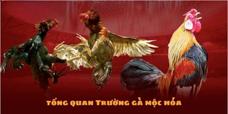 Giới thiệu trường gà Mộc Hóa