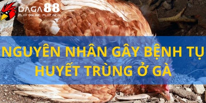 Vi khuẩn chính gây nên bệnh tụ huyết trùng ở gà