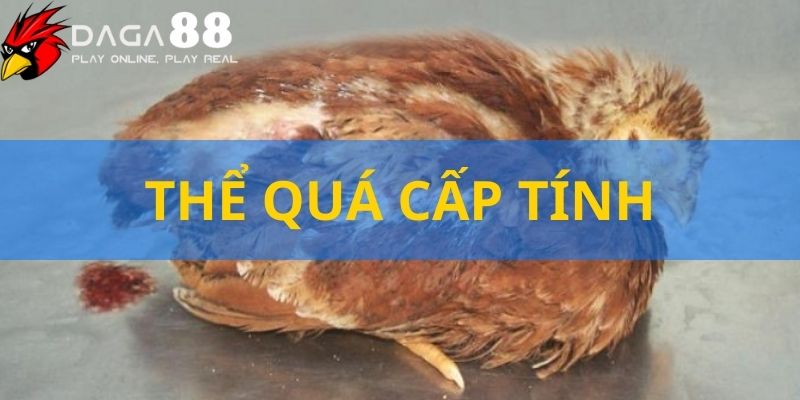 Các đặc điểm của thể quá cấp tính