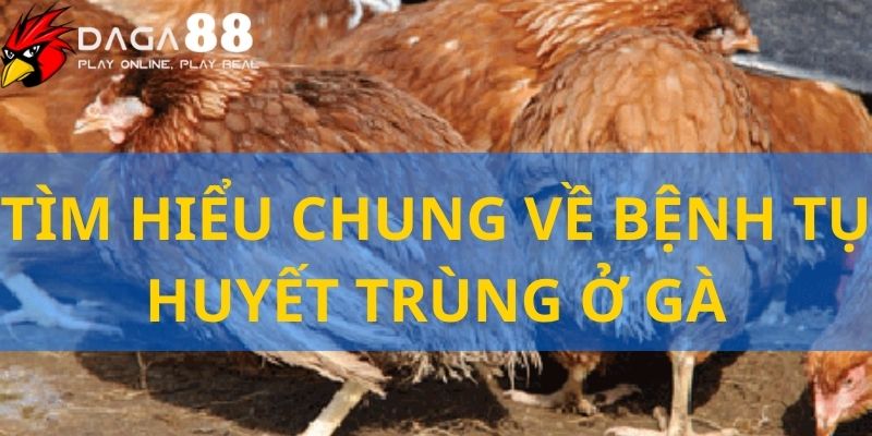 Thông tin về bệnh tụ huyết trùng trên gà