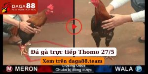 đá gà trực tiếp Thomo ngày 27/5