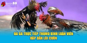 Đá Gà Trực Tiếp Thomo Bình Luận Viên