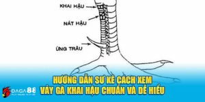 xem vảy gà khai hậu