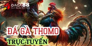 trực tiếp đá gà thomo 67 hôm nay