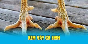 xem vảy gà linh