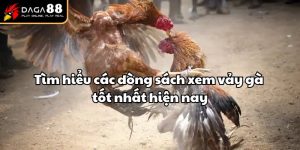 clip đá gà cựa dao