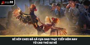 đá gà cựa dao trực tiếp hôm nay