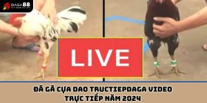 Đá gà cựa dao tructiepdaga video