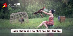 cách chăm sóc gà chọi sau thi đấu