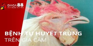 bệnh tụ huyết trùng ở gà