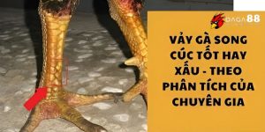 Vảy Gà Song Cúc