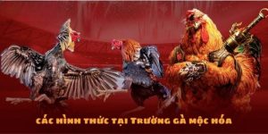 trường gà Mộc Hóa