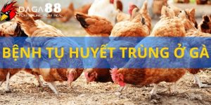 Bệnh Tụ Huyết Trùng Ở Gà